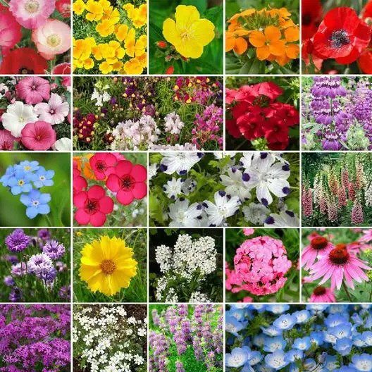 Wildflower Mix PARTIAL SHADE 22 Heirloom Flower Species USA Non-GMO 500+ Seeds