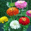 Zinnia elegans DAHLIA Flowered Mix Butterflies LOVE Heirloom Non-GMO 100 Seeds