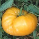 KENTUCKY BEEFSTEAK TOMATO SEEDS 50+ GARDEN vegetable INDETERMINATE FREE SHIPPING