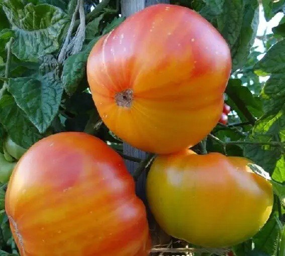PINEAPPLE TOMATO SEEDS 50+ INDETERMINATE vegetable GARDEN FREE SHIPPING
