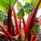 RHUBARB SEEDS 20+ ""Victoria"" perennial VEGETABLE garden FREE USA SHIPPING
