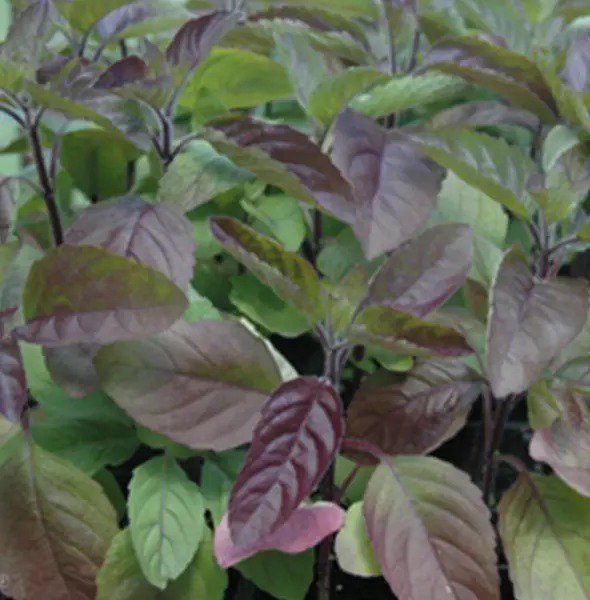 RED TULSI BASIL SEEDS 200+ RED LEAF HOLY BASIL garden HERB non-gmo FREE SHIPPING