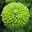 GREEN ZINNIA FLOWER SEEDS 100+ ""ENVY"" GARDEN bees BIRDS ANNUAL Free Shipping
