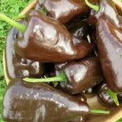 MULATO ISLENO PEPPER SEEDS 30+ GARDEN vegetable CHOCOLATE poblano FREE SHIPPING