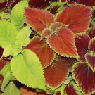 COLEUS SEEDS 100+ RAINBOW MIX ANNUAL flower ""PAINTED LEAVES"" FREE SHIPPING