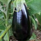 FLORIDA MARKET EGGPLANT SEEDS 50+ GARDEN culinary ASIAN CUISINE FREE SHIPPING