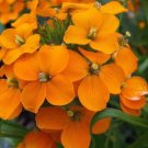 SIBERIAN WALLFLOWER SEEDS 1000+ garden FLOWER biennial COOL WEATHER Free Ship
