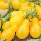 YELLOW PEAR TOMATO SEEDS 50+ GARDEN vegetable INDETERMINATE organic FREE SHIP