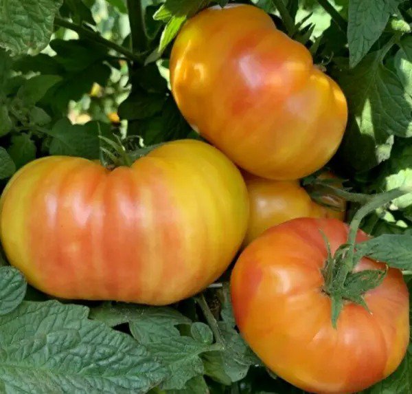 HILLBILLY TOMATO SEEDS 50+ BEEFSTEAK Indeterminate GARDEN vegetable FREE SHIP
