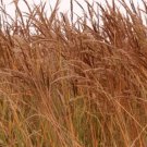 INDIAN GRASS SEEDS 300+ PERENNIAL ORNAMENTAL GRASS garden FREE SHIPPING