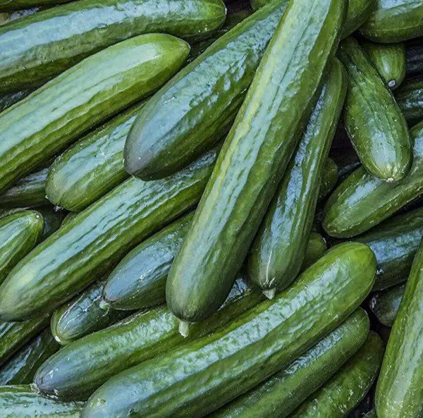 TENDERGREEN BURPLESS CUCUMBER SEEDS 50+ Vegetable GARDEN pickling FREE SHIPPING