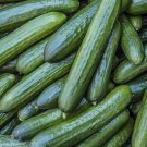 TENDERGREEN BURPLESS CUCUMBER SEEDS 50+ Vegetable GARDEN pickling FREE SHIPPING