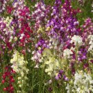 SNAPDRAGON FLOWER SEEDS 2000+ ""NORTHERN LIGHTS"" mixed colors Free USA Shipping