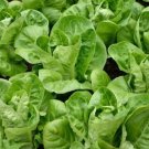 LITTLE GEM LETTUCE SEEDS 500+ butterhead GREEN salad GARDEN FREE SHIPPING
