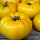 YELLOW BEEFSTEAK TOMATO SEEDS 20+ GARDEN vegetables INDETERMINATE FREE SHIPPING