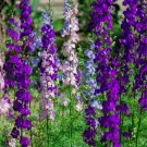 LARKSPUR SEEDS 200+ ""ROCKET"" MIX purple WHITE annual FLOWER garden FREE SHIPPING