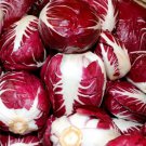 RADICCHIO SEEDS 500+ ROUGE DE VERONA CICHORIUM INTYBUS vegetable FREE SHIPPING