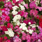 PHLOX SEEDS 300+ MIXED COLORS ANNUAL flower GARDEN bees BUTTERFLY FREE SHIPPING