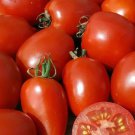 AMISH PASTE TOMATO SEEDS 20+ Indeterminate GARDEN vegetables SAUCE FREE SHIPPING