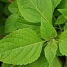 CLOVE SCENTED BASIL SEEDS 300+ ANNUAL garden HERB spice AROMATIC FREE SHIPPING