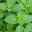 TULSI BASIL SEEDS 200+ GREEN LEAF HOLY BASIL vegetable HERB garden FREE SHIPPING