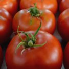 THESSALONIKI TOMATO SEEDS 50+ INDETERMINATE Vegetable GARDEN FREE SHIPPING