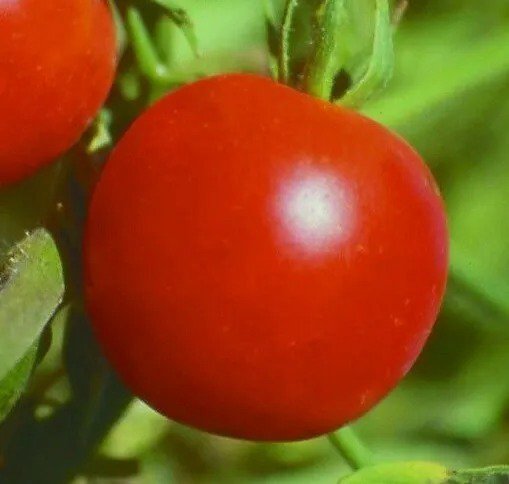 SIBERIAN TOMATO SEEDS 50+ DETERMINATE COOL season VEGETABLE GARDEN FREE SHIPPING