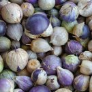 PURPLE TOMATILLO SEEDS 50+ GARDEN vegetable SALSA Mexican CULINARY FREE SHIPPING