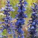 BLUE SAGE FLOWER SEEDS 200+ SALVIA FARNICEA garden ORNAMENTAL FREE SHIPPING