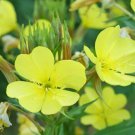 EVENING PRIMROSE SEEDS 2000+ COMMON biennial YELLOW flower GARDEN FREE SHIPPING