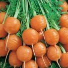 PARISIAN CARROT SEEDS 500+ vegetable GARDEN culinary SOUPS non-gmo FREE SHIPPING