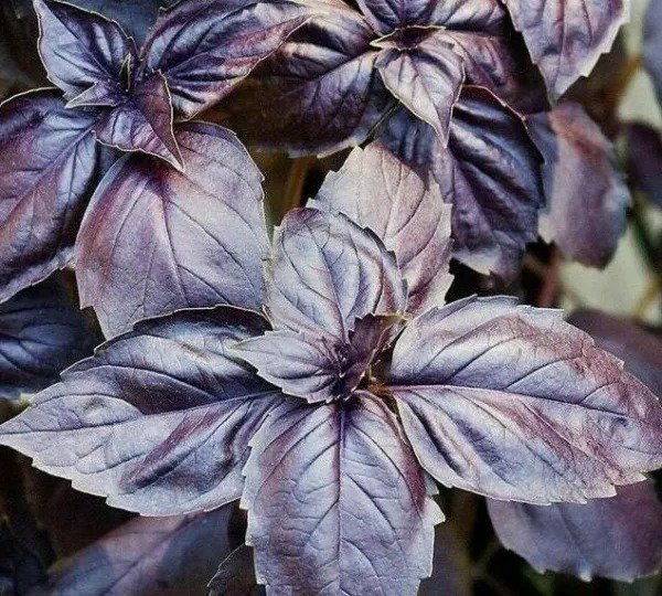 RED RUBIN BASIL SEEDS 300+ Herb SPICE Garden CULINARY NON-GMO FREE SHIPPING