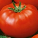 RED BRANDYWINE TOMATO SEEDS 50+ INDETERMINATE vegetable GARDEN FREE SHIPPING