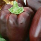 CHOCOLATE BEAUTY BELL PEPPER SEEDS 20+ SWEET PEPPER culinary FREE SHIPPING