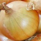 ONION SEEDS 200+ TEXAS EARLY GRANO allium SHORT DAY vegetable FREE SHIPPING