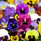 PANSY SEEDS 60+ SWISS GIANT MIX flower GARDEN hardy BIENNIAL FREE SHIPPING