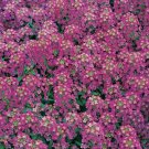 ALYSSUM SEEDS 1500+ ROYAL CARPET purple FLOWER garden ANNUAL bees FREE SHIPPING