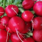 CHAMPION RADISH SEEDS 200+ COOL WEATHER vegetable GARDEN NON GMO FREE SHIPPING