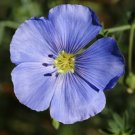 BLUE FLAX LINUM SEEDS 500+ LINUM LEWISII ORNAMENTAL flower GARDEN FREE SHIPPING