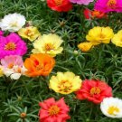 MOSS ROSE SEEDS 500+ PORTULACA DOUBLE MIX annual FLOWER garden FREE SHIPPING