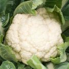 CAULIFLOWER SEEDS 300+ SELF BLANCHE vegetable GARDEN cool weather FREE SHIPPING