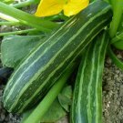 COCOZELLE ZUCCHINI SEEDS 15+ SQUASH Vegetables COOKING culinary FREE SHIPPING