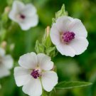 MARSHMALLOW SEEDS 30+ Althaea Officinallis perennial HERB garden FREE SHIPPING
