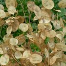 MONEY PLANT SEEDS 50+ Lunaria Biennis BIENNIAL flower GARDEN FREE SHIPPING