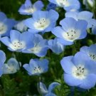 BABY BLUE EYES SEEDS 300+ ANNUAL flower GARDEN bees BUTTERFLIES FREE SHIPPING