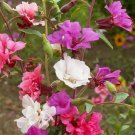CLARKIA FLOWER SEEDS 1000+ annual FLOWER garden BRIGHT colors 24"" FREE SHIPPING