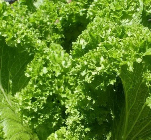 OLD FASHIONED MUSTARD SEEDS 300+ VEGETABLE garden GREENS non-gmo FREE SHIPPING