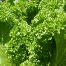 OLD FASHIONED MUSTARD SEEDS 300+ VEGETABLE garden GREENS non-gmo FREE SHIPPING