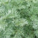 WORMWOOD SEEDS 500+ Perennial herb GARDEN ARTEMISIA ABSINTHIUM FREE SHIPPING