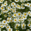 GERMAN CHAMOMILE SEEDS 2000+ fragrant GARDEN annual HERB tea FREE SHIPPING